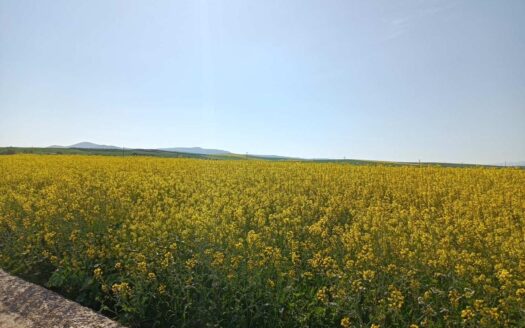 Πωλείται αγροτεμάχιο 126 στρέμματα στην περιοχή Ζάππειο Φαρσάλων